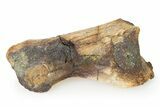 Ornithomimid (Struthiomimus) Toe Bone - Montana #322756-1